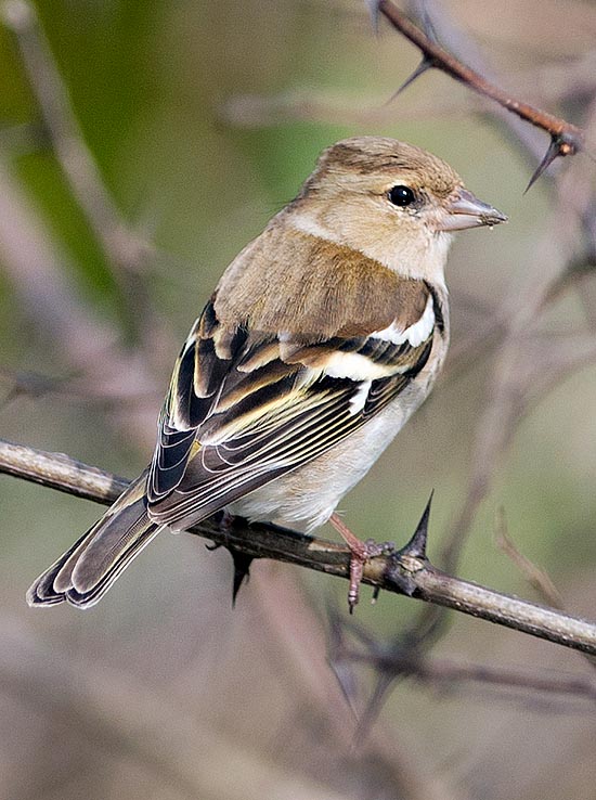 The female, with surely modest colours, may be mistaken with a sparrow © Gianfranco Colombo