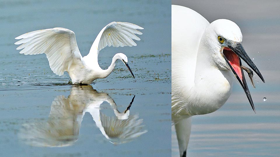 Egretta garzetta, Ardeidae, garzetta