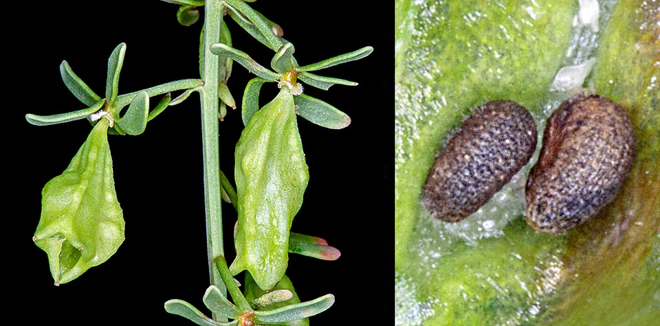 También el fruto es curioso. Se trata de una cápsula péndula, sacciforme, de hasta 1,5 cm de largo. En resumen un pequeño odre elegante, carenado, con tres dientes en su abertura, y con una veintena de semillas reniformes, visibles en el detalle de la derecha. La diseminación la llevan a cabo hormigas granívoras como Messor barbarus © Giuseppe Mazza