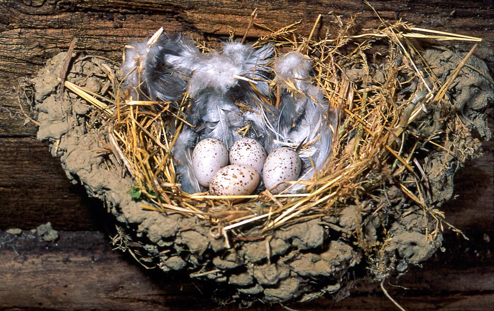 Hirundo rustica, Hirundinidae, Rondine comune, Hirondelle rustique