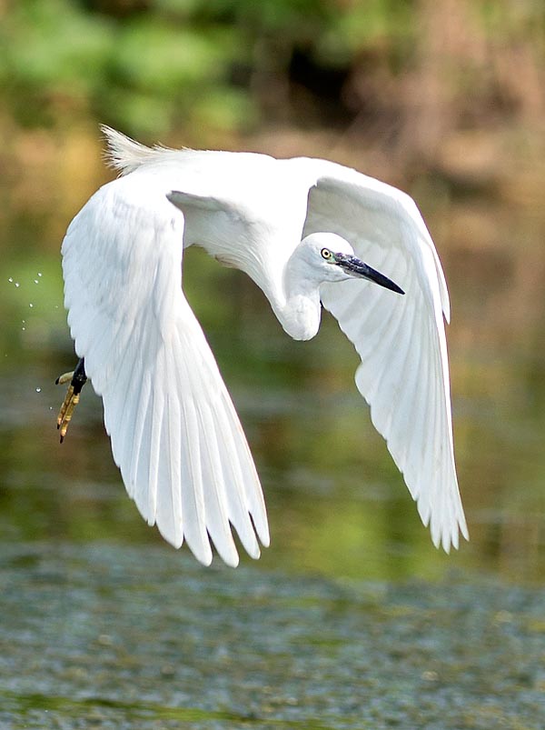 Egretta garzetta, Ardeidae, little egret