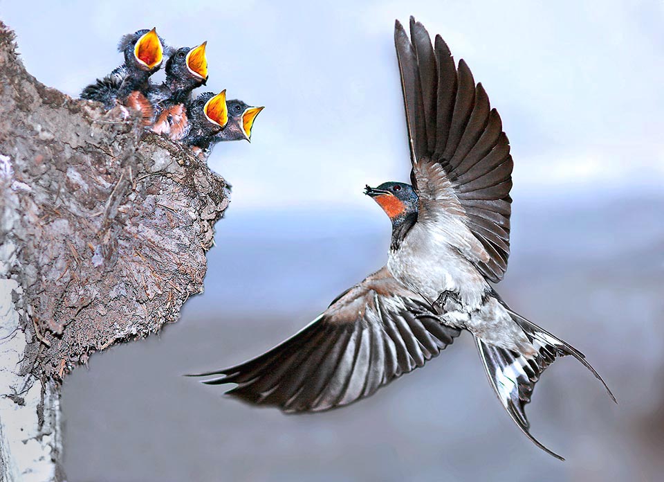 Chicks of Hirundo rustica, pleading food, are cared by both parents with two, exceptionally three broods in good years.