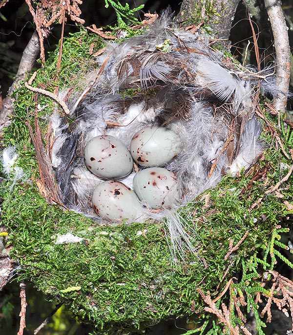 Le nid du pinson des arbres est une petite œuvre d’art : une coupe circulaire parfaite, profonde de quelques centimètres, bâtie avec des toiles d'araignées et des lichens entrelacés et revêtue à l'intérieur de très fin brins d'herbe et de beaucoup de petites plumes. Une véritable alcôve moelleuse et chaude qui accueille 4-5 œufs couvés pendant environ deux semaines par la femelle © Museo di Lentate sul Seveso