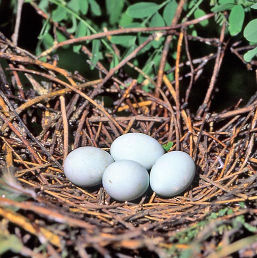 Egretta garzetta, Ardeidae, garzetta