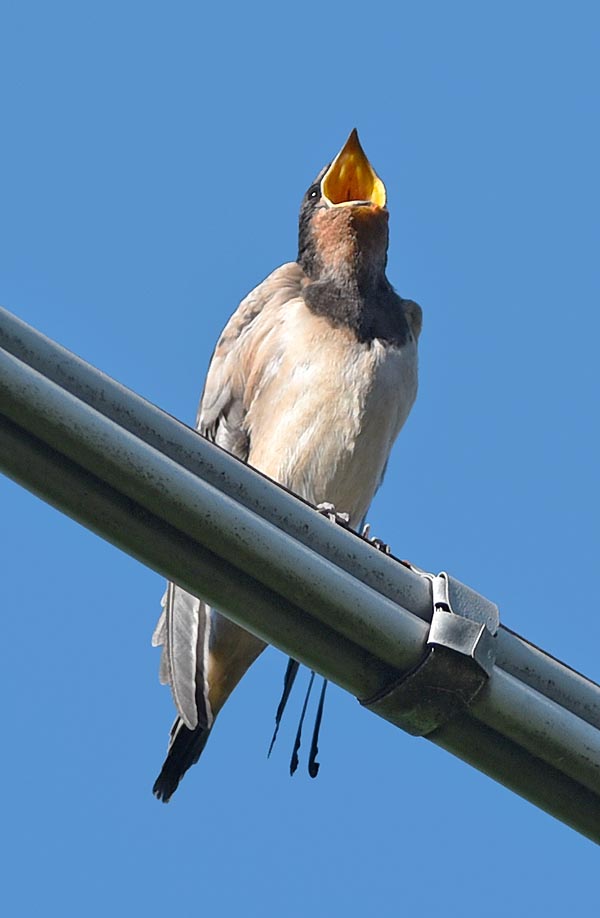 Hirundo rustica, Hirundinidae, Rondine comune, Hirondelle rustique