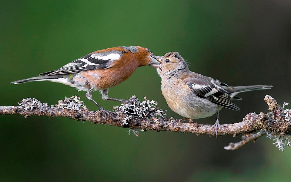 Los pequeños nacen desnudos y ciegos y permanecen en el nido 13 o 14 días atendidos por ambos padres, transformados en insectívoros en el periodo reproductivo. Los pollos necesitan proteínas para crecer rápido y en vez de semillas predigeridas el pinzón los alimenta con insectos, incluso tras abandonar el nido, hasta su independencia © Siro Ruffo