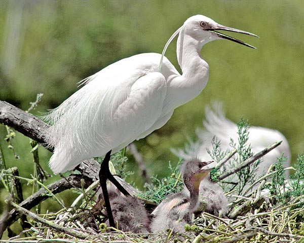 Egretta garzetta, Ardeidae, Aigrette garzette