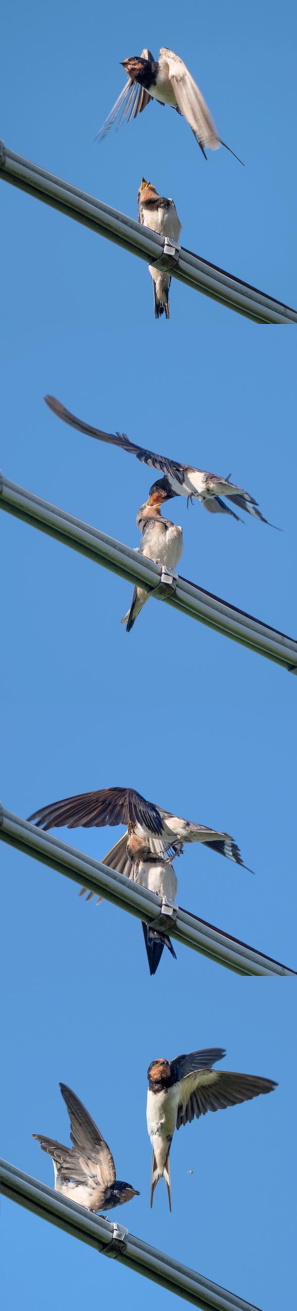 Hirundo rustica, Hirundinidae, Rondine comune