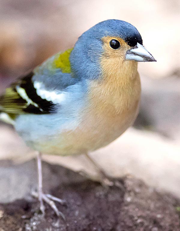 I maschi del Fringilla coelebs maderensis hanno una insolita livrea ornata d’azzurro © G. Colombo