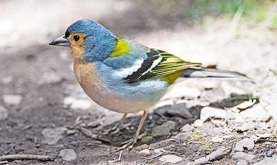 Selon la zone le pinson des arbres a développé non seulement une livrée particulière mais aussi un chant différent, à tel point que si des populations d’origine différente, comme celles des îles Canaries, des Açores et de Madère, se retrouvent en captivité, il semble qu’elles ne réussissent pas à se comprendre © Gianfranco Colombo