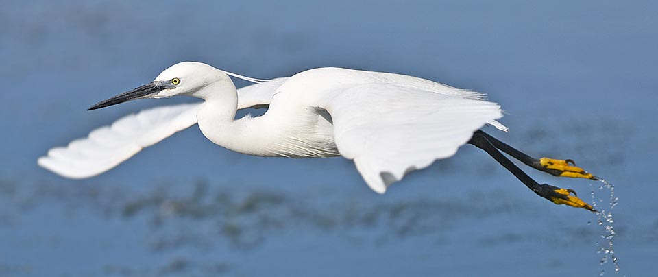 Egretta garzetta, Ardeidae, little egret