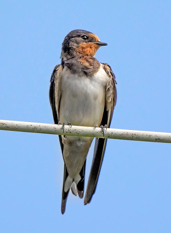 Young subadult of Hirundo rustica. Has lost the yellowish gape and is autonomous.