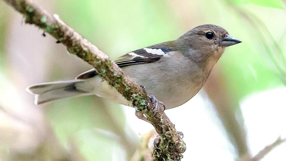 Also the female of Fringilla coelebs maderensis has opted, like the others, for a modest mimetic livery: guarantee for who broods and of survival for the species © G. Colombo