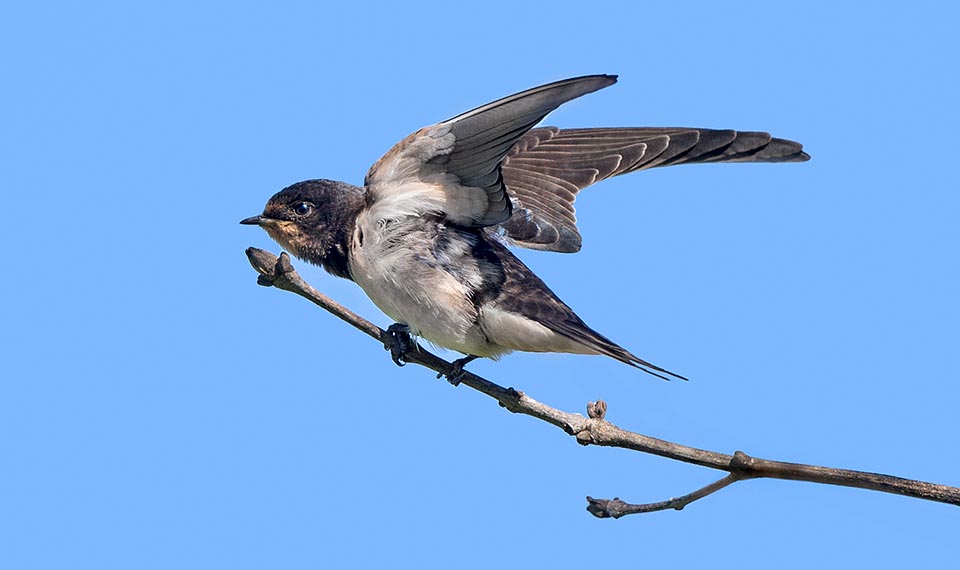 Hirundo rustica, Hirundinidae, Rondine comune