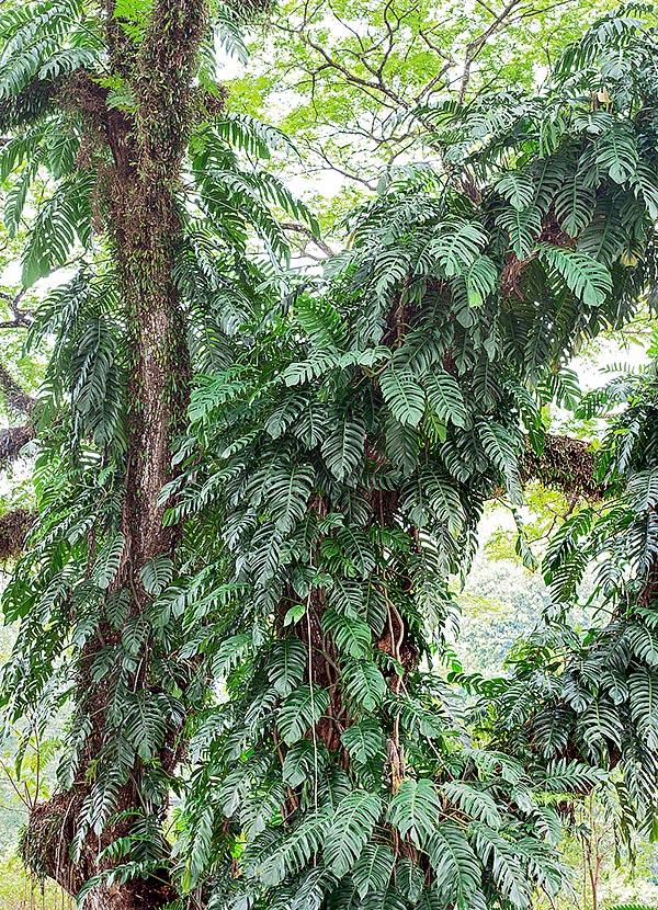 Originaire d’Asie du sud-est, Epipremnum pinnatum est une grimpante qui atteint les 15 m de hauteur © Giuseppe Mazza