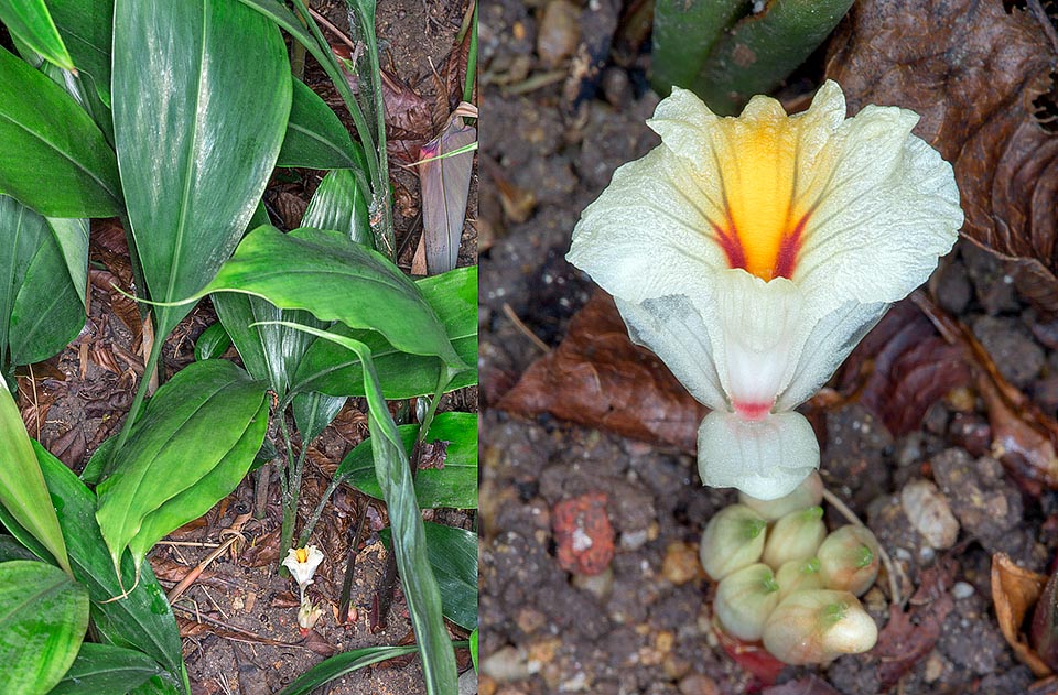 Especie de rizomas rastreros, crece en la humedad del sotobosque con pseudotallos de 70 cm. Las flores, semiescondidas, brotan sucesivamente a nivel del suelo © Giuseppe Mazza