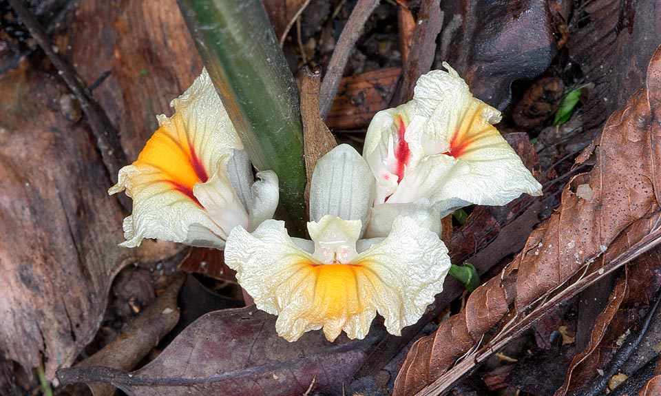 La bande jaune guide les insectes pollinisateurs. En Malaisie on aromatise les plats avec les feuilles et des parties de la plante présentent des vertus médicinales © G. Mazza