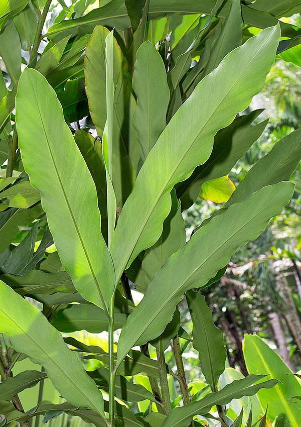 De 1,5 a 6 m de alta, la Etlingera fimbriobracteata es una especie rizomatosa de las selvas de Borneo © Giuseppe Mazza