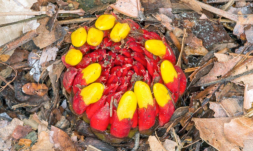 Le insolite infiorescenze portano anche 100 corolle, giallo intenso, che si aprono in successione per settimane. Spuntano come funghi raso suolo, nascoste nel sottobosco © Giuseppe Mazza