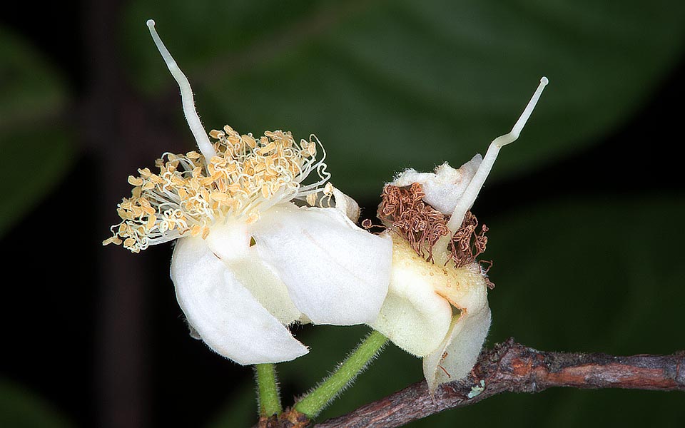 Nativo de los bosques húmedos de Bolivia, norte de Brasil, Colombia, Ecuador y Perú, tiene flores bisexuales con un estilo muy largo que favorece la fecundación cruzada © Giuseppe Mazza