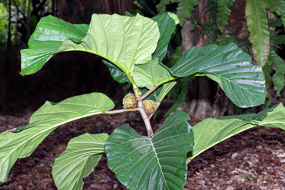 Ficus dammaropsis est un sempervirent très ramifié de 5-10 m, provenant des forêts pluviales de Papouasie Nouvelle-Guinée © Giuseppe Mazza