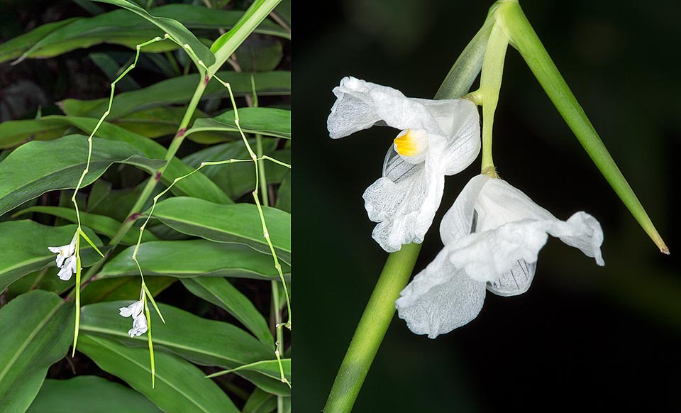 The Indianthus virgatus is native to the swamps of South India, Andaman Islands and Sri Lanka. Leaves and rhizomes are locally utilized for various pathologies © G. Mazza