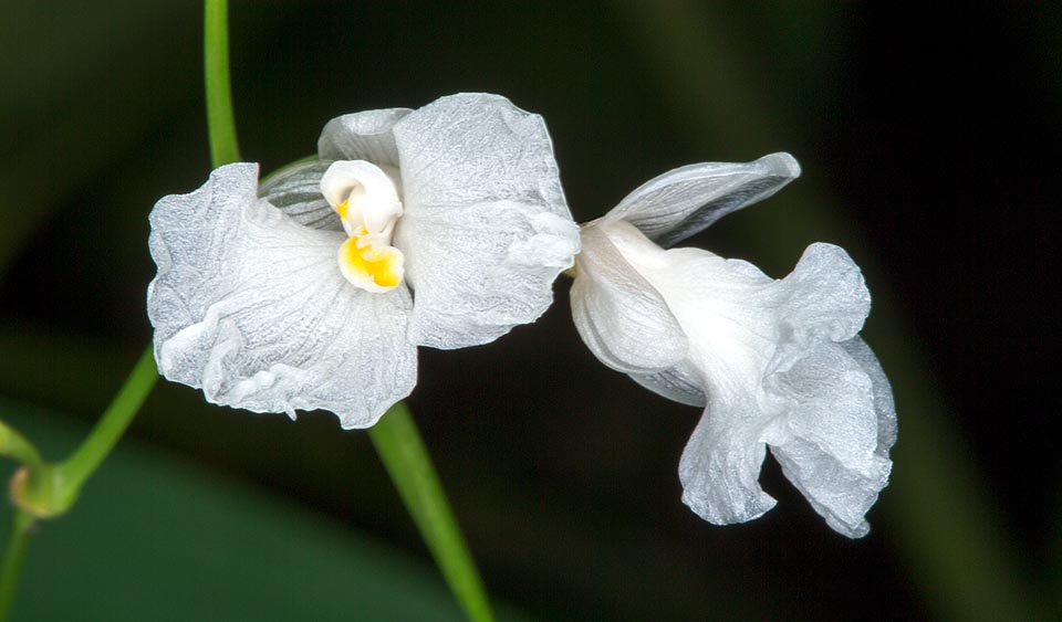 Quasi un velo da sposa per le nozze del minuscolo fiore bianco che si presenta sempre in coppia, sotteso da una brattea lanceolata © Giuseppe Mazza