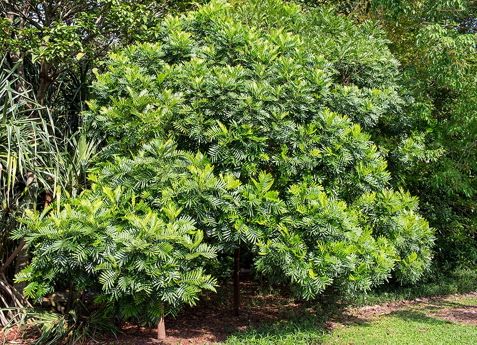 Originaire des forêts humides d’Afrique orientale et d’Inde, Filicium decipiens est un arbre sempervirent à la cime dense et arrondie © Giuseppe Mazza