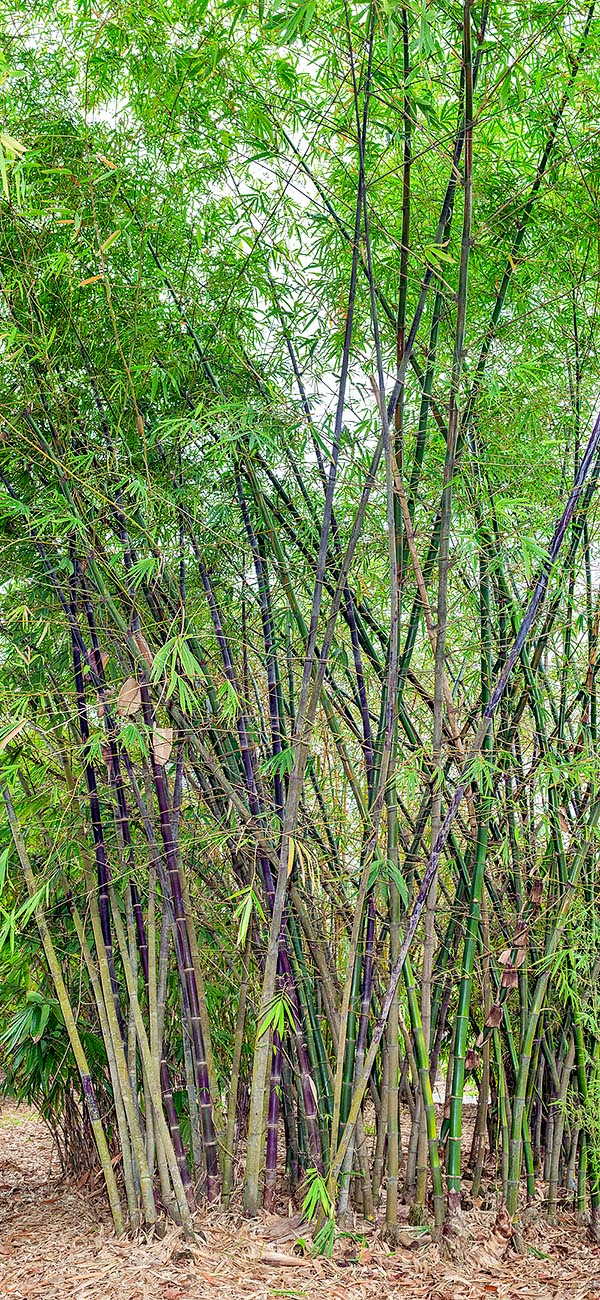 Native de Chine, Java et des Petites îles de la Sonde, Gigantochloa atroviolacea est, parmi les bambous, le plus décoratif par ses chaumes violet noirâtre, recourbés à l’apex, hauts de 15 m au feuillage luxuriant © Giuseppe Mazza