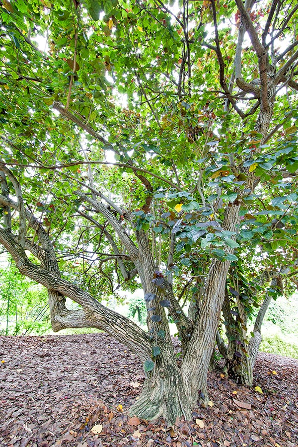 Pantropical species, Hibiscus tiliaceus can even be 12 m tall with trunks of 50 cm of diameter © G. Mazza