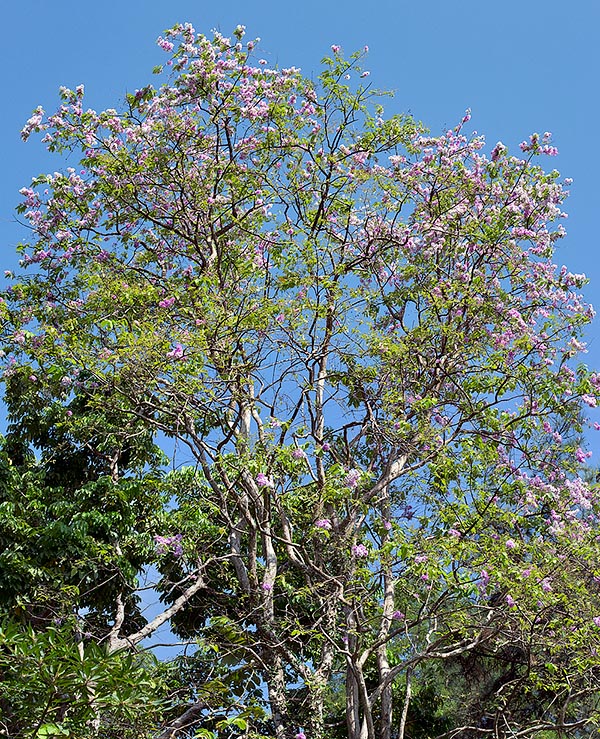 The Lagerstroemia loudonii grows at low altitudes in the mixed forests of Cambodia, Laos and THailand © Giuseppe Mazza