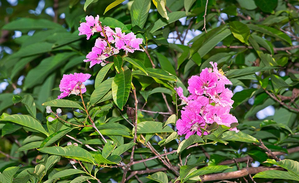 Lagerstroemia speciosa est un arbre qui atteint 20 m de hauteur et 60 cm de diamètre dans les forêts humides d’Asie du sud-est © Giuseppe Mazza