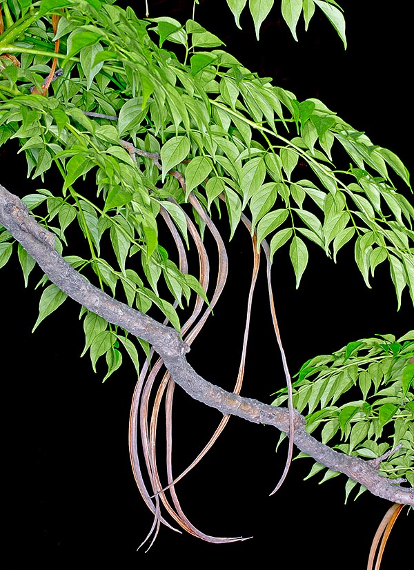 Radermachera Sinica est appelé arbre serpent pour ses fruits courbes caractéristiques © Giuseppe Mazza