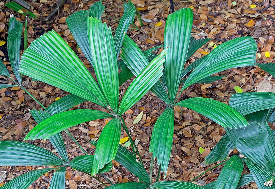 La Licuala triphylla es una de las palmeras más pequeñas. Originaria de las selvas del sudeste asiático, tiene un corto tallo subterráneo de alrededor de 2 cm de diámetro. Las hojas, muy decorativas, son de entre 15 y 40 cm de ancho con un peciolo de entre 20 y 80 cm. Óptima cubresuelo en los trópicos y frutos con propiedades medicinales © Giuseppe Mazza