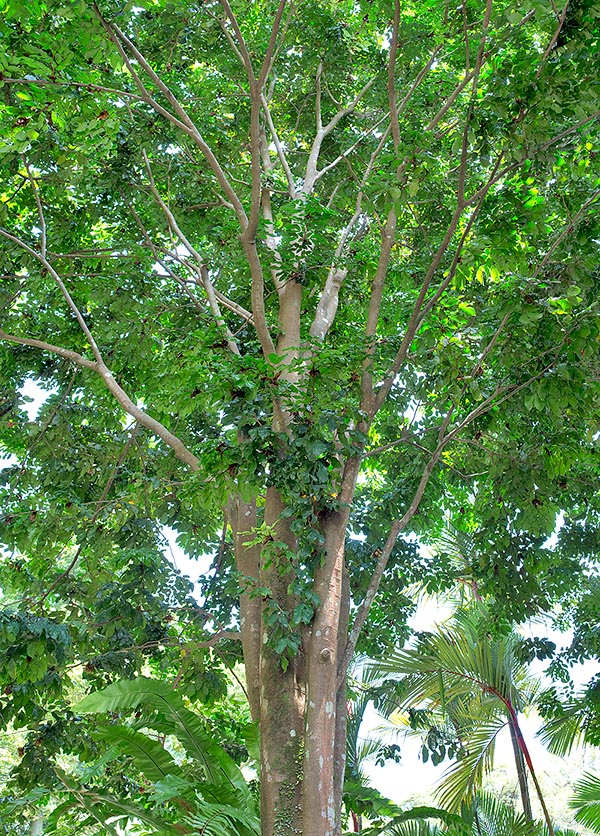 Dans les forêts de Java, de Nouvelle-Guinée et de Sumatra Maniltoa browneoides peut atteindre 30 m © Giuseppe Mazza