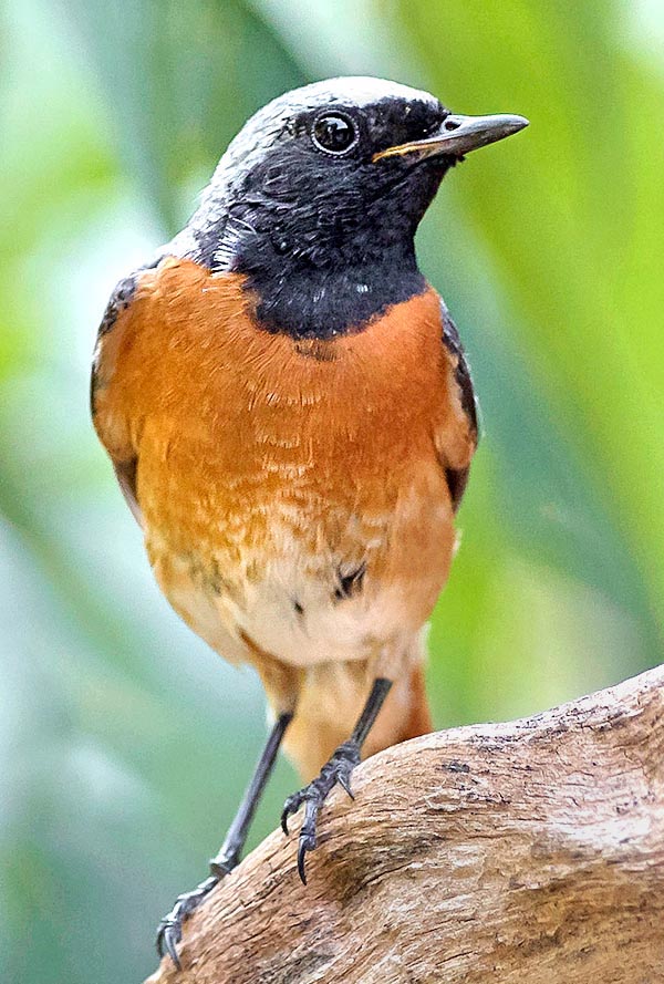 Phoenicurus phoenicurus, codirosso, Muscicapidae