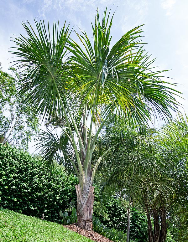 The Mauritia carana grows in often flooded zones along the water streams of Brazil, Colombia, Peru and Venezuela. Dioecious species with solitary stem; even 18 m tall with 30-40 cm of diameter © G. Mazza