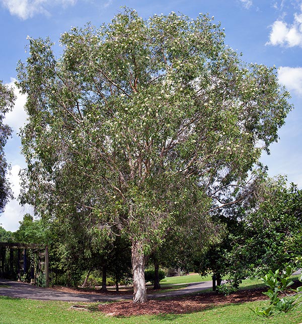 The Melaleuca cajuputi exceeds, in the swampy primary forests of South-East Asia, the 30 m of height © Giuseppe Mazza