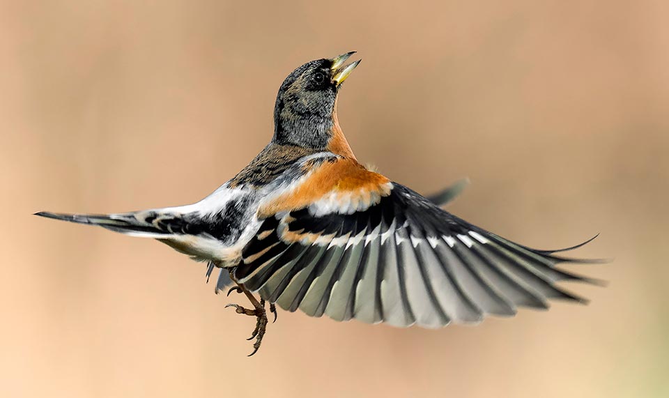 Male of brambling. Close relative to the finch the Fingilla montifringilla occupies the coldest area of the palearctic, reaching far more boreal latitudes © Antino Cervigni