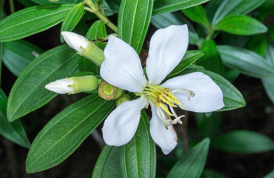 L’arbuste de 50-200 cm, peut atteindre, en Asie du sud-est, 5 m de hauteur. Espèce ornementale, mais invasive. Fruits comestibles et vertus médicinales © G. Mazza 