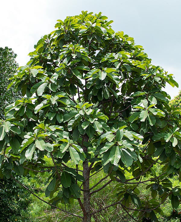 In the primary pluvial forests Neesia altissima reaches 40 m with trunks of more than 120 cm of diameter © Giuseppe Mazza