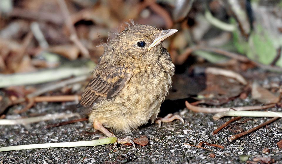 Phoenicurus phoenicurus, codirosso, Muscicapidae