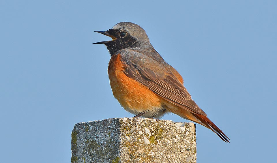 Phoenicurus phoenicurus, Rougequeue à front blanc, Muscicapidae