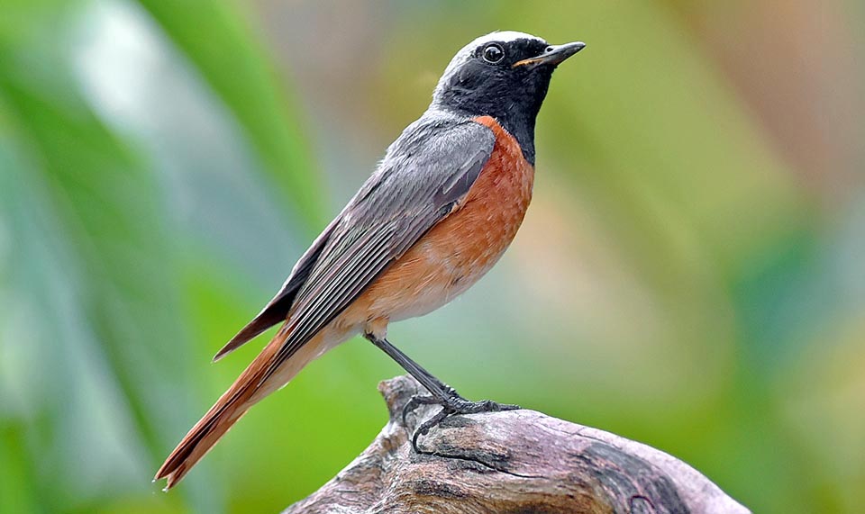 Phoenicurus phoenicurus, codirosso, Muscicapidae