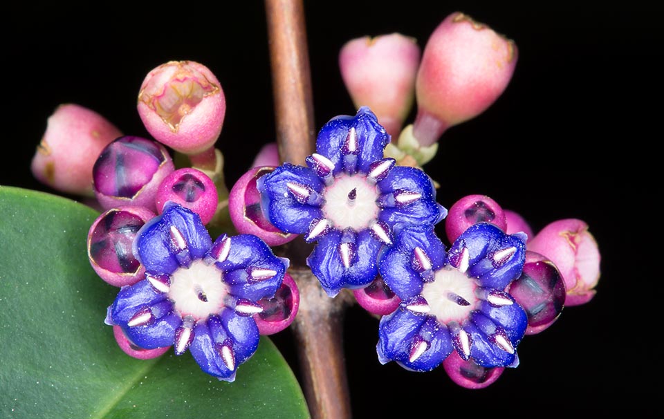 The tiny flowers are the family jewels of the Melastomataceae: 8 stamens drawing a diamond on the intense blue of the petals, red externally © Giuseppe Mazza