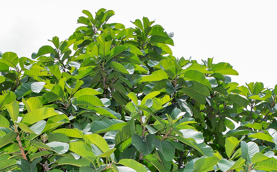 The 25-30 cm long coriaceous leaves and the fruits have medicinal virtues. The wood, light and easy to work, is known commercially as “durian” © Giuseppe Mazza