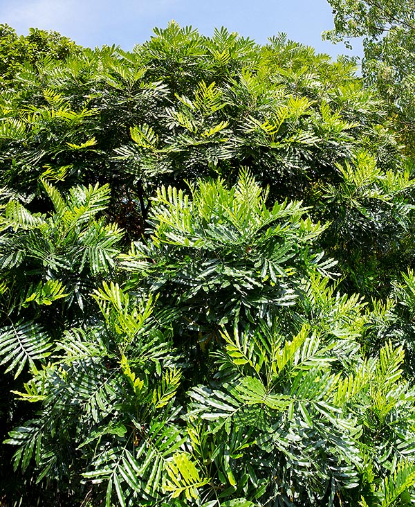 Généralement haut de 5-10 m dans les jardins des tropiques, il peut dépasser les 25 m dans la nature © Giuseppe Mazza