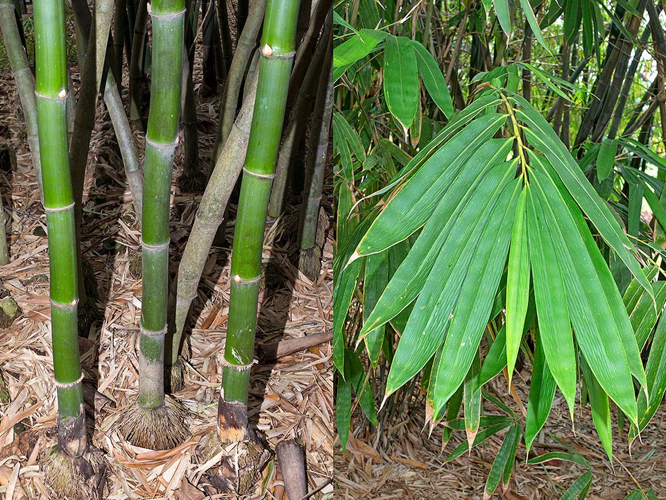 Los entrenudos, de 30-45 cm de largo, son inicialmente verdes, con raíces aéreas en la base del tallo. Las hojas, alternas, son de un color verde intenso © G. Mazza