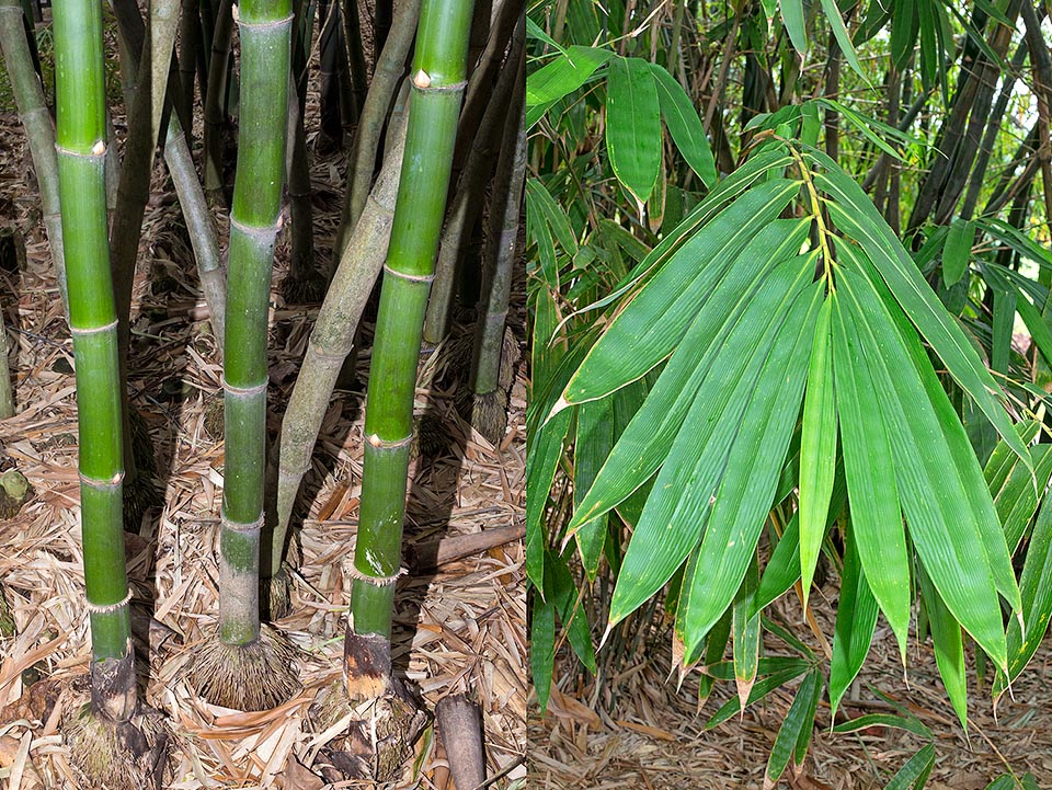 Gli internodi, lunghi 30-45 cm, sono inizialmente verdi, con radici aeree alla base del fusto. Le foglie alterne, di colore verde intenso, raggiungono i 20-28 cm di lunghezza © Giuseppe Mazza