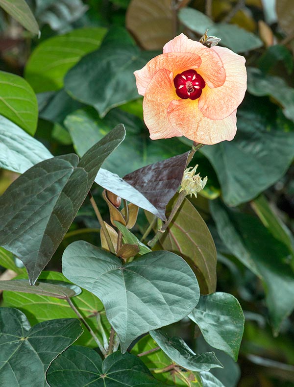 Feuilles ressemblant à celles du tilleul. Fleurs éphémères, comestibles, d’abord jaune puis rouge orangé. Toutes les parties de la plante sont utilisées localement contre diverses maladies © Giuseppe Mazza